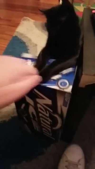 Lacy and Mr. Fox having a cuddle