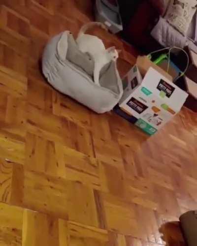 I don't know why he doing it, but it's funny