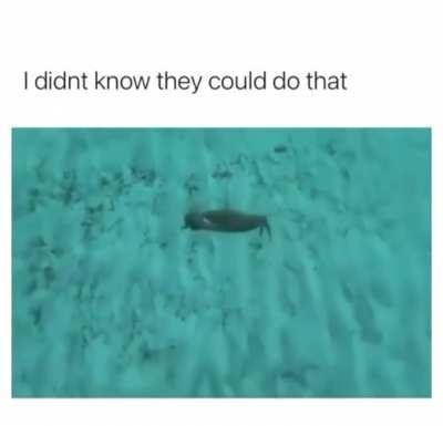These mfs can swim ⁉️