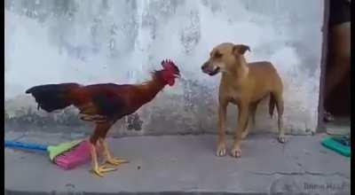 Esse novo FarCry parece bem realista