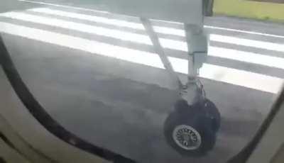 Abrupt deer in the runway