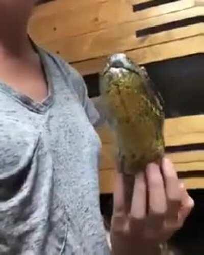 XXL Danger noodle enjoying some scratches