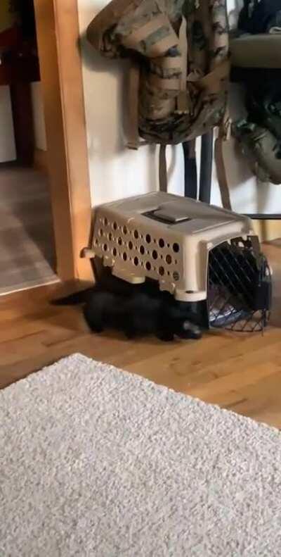 A natural born predator