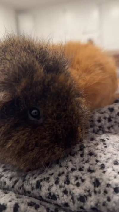 Depig Mode- Enjoy the Veggies