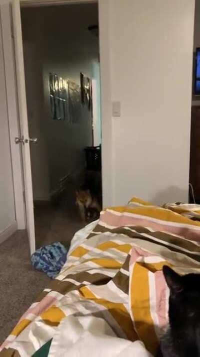 Shiba got the zoomies trying to play with the cat!