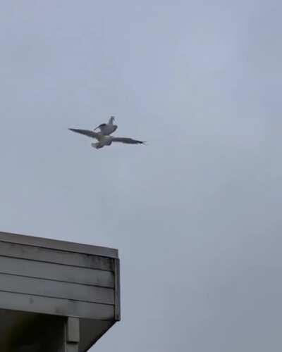 🔥 Seagull takes a free ride on Seagull