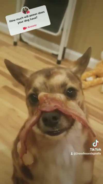 I've been working on my dog's willpower. I think he's got it!