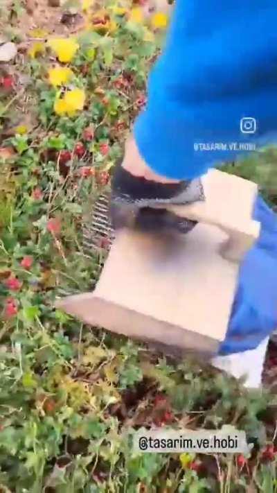 Harvesting the berries..