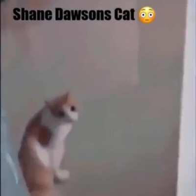 Shane Dawson nooooooo😫