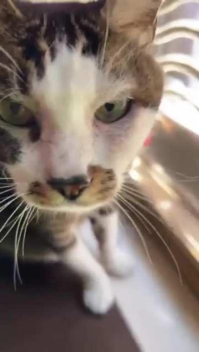 My cat yells to go outside to the balcony because there is sunlight