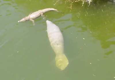 Manatees have no significant natural predators - crocodiles, alligators and sharks generally do not harm them. Here are manatees and crocodiles at Black Point Marina in Miami, Florida.