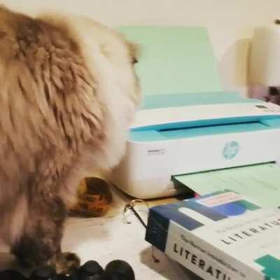 When mommy brings home a weird and loud thing...🙀