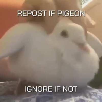 pigeon time 🐦 (⁠ ⁠╹⁠▽⁠╹⁠ ⁠)