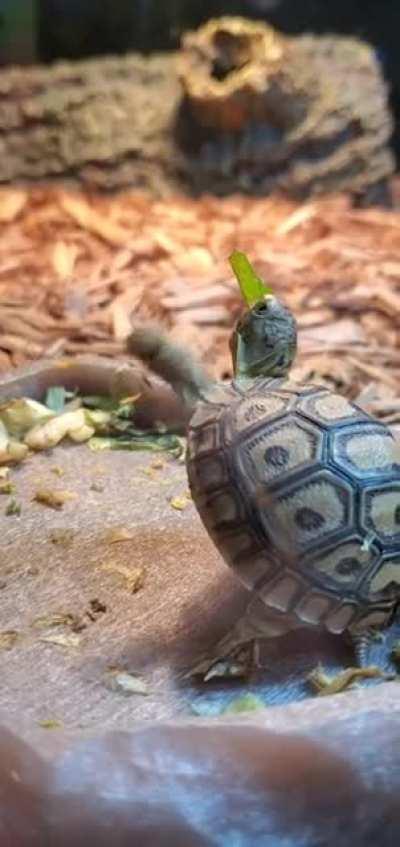 Little dude at a pet shop. I wanted to help him so bad 😭