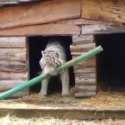 ...and then it folded