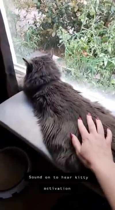 We've been activating tiny cat for a while now and just found out this subreddit exists!!