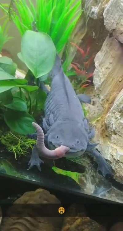 Godzilla eating! Don't mind the text 🤭