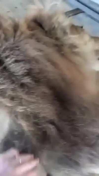iDiOt DIStUrb AFucKiNG liOn