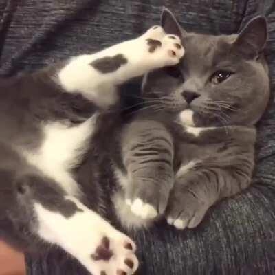 With his paws in the air