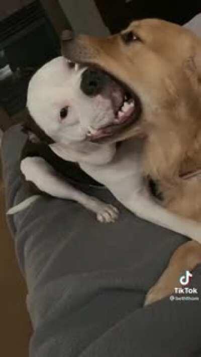 They're just a little confused.