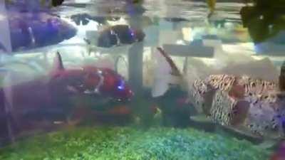 Life like Robotic Fish in Japan