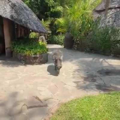 Messing with a wild boar