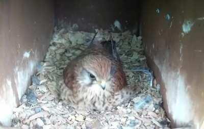 This kestrel's little wiggles as she gets comfy on her eggs