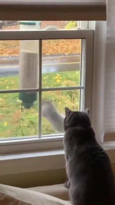 Can't imagine the thoughts running through the cats mind seeing this performance put on by the squirrel - Hilarious 🤣