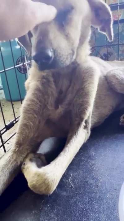 This dog is helped out of a very difficult situation and how he thanks for it