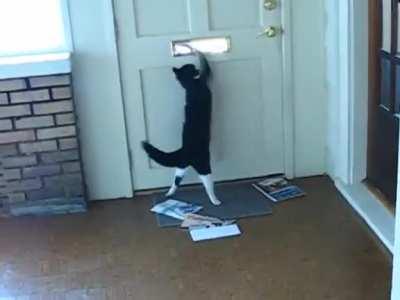Mailman Threatened