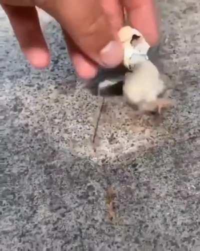 TrEaChErOuS GiAnT LoOtS PrOtEcTiOn gEaR FrOm sOlDiEr