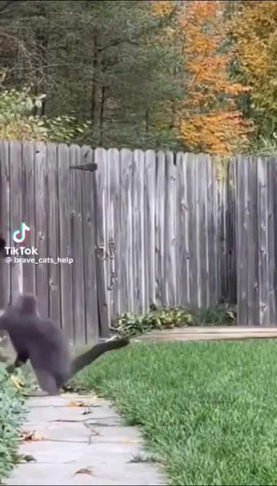 Where can I find a watch cat like this?