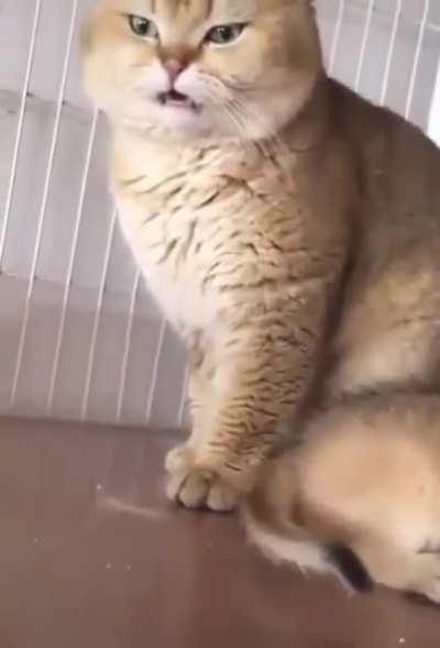 quite a wrong place to sniff...