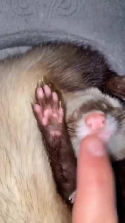 When your weasel breaks it’s important to put them to sleep to get them back into shape