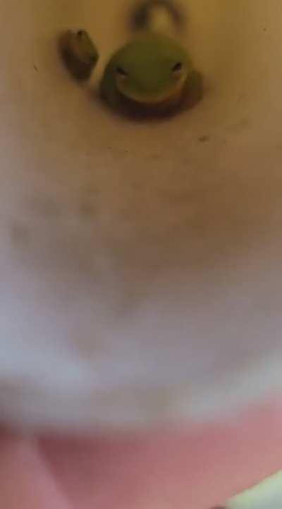 Guardians Of The Tube