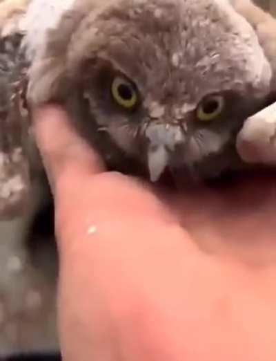 The arbiter’s heroic deed