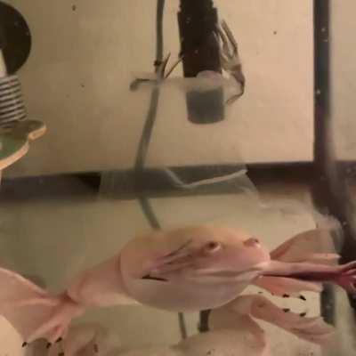 Boba shed ALL IN ONE PIECE! It looks like he’s being exorcised 😨