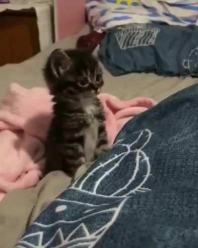 Illegally scared kitty