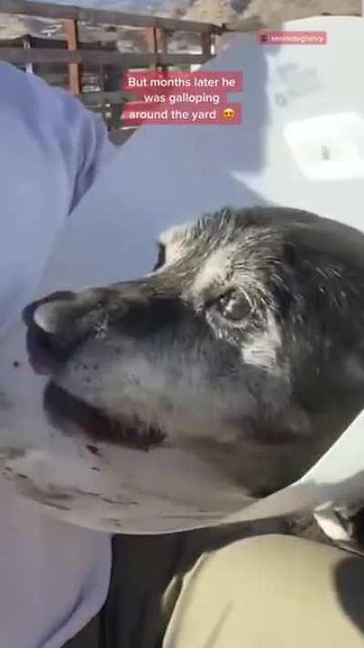 Good guy adopts an old timer so he doesn&rsquo;t have to die alone