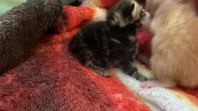 Video of 3 kitties we found under our cars and we took them in.