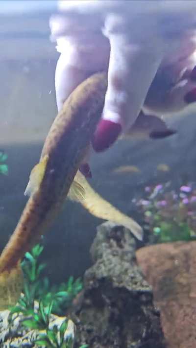 Loaches love belly rubs