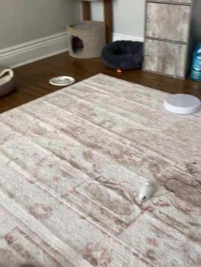 Mooooommmmm!!! I caught a mouse!!! I don’t know wtf this string is but look!