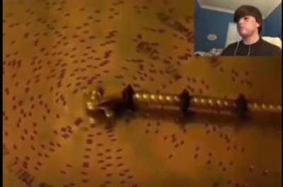 You know what fuck it *becomes freddys song*