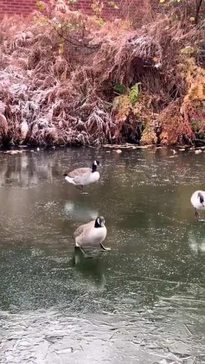 Goose: Why do others make it look so easy, but I'm struggling?