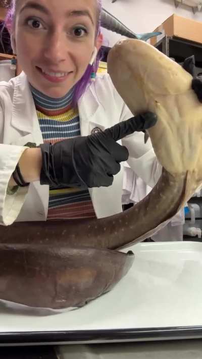 Aaj maine jana ki electric eels ka anus aur urogenital opening uske chin ke neeche, throat ke theek neeche hota hai. Unke long & thin body ka 80% part electric organs se bhara hota hai, isliye andar jagah nahi bachi. Evolution ne opening ko tail tak l