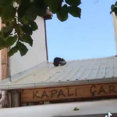 Экшен Фильм в ролях коты