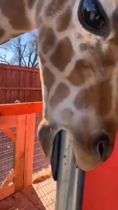 Anyone want this giraffe?