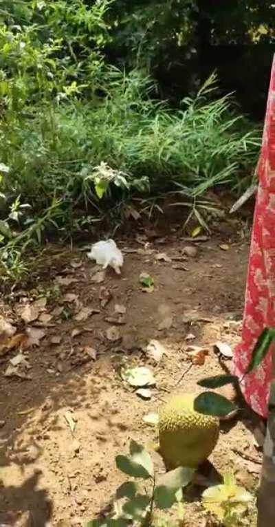 ബട്ട് വൈ.