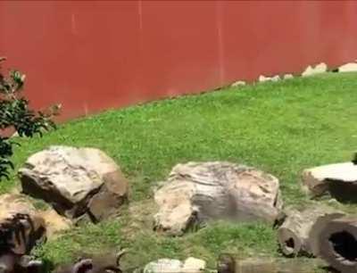 A herd of otters chasing the butterfly around