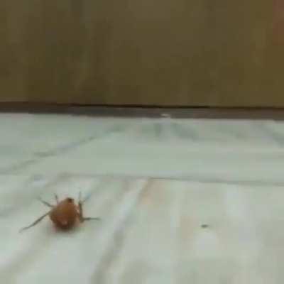 MemesEnEspanol - Video #9385